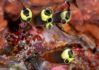 Clavelina robusta (Robust Clavelina)