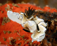 Doriprismatica atromarginata (Dark Margin Glossodoris)