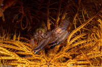 Synalpheus stimpsoni (Stimpson's Snapping Shrimp)