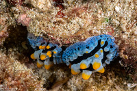 Phyllidia coelestis (Celestial Phyllidia)