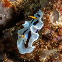 Chromodoris alcalai (Alcala’s Chromodoris)