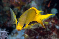 Chromis analis (Yellow Chromis)