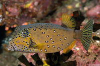 Ostracion cubicum (Yellow Boxfish)