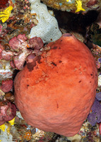 Plakortis sp.1 (Chicken Liver Sponge)