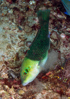 Hemigymnus melapterus (Blackeye Thicklip)