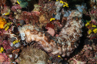 Pearsonothuria graeffei (Blackspotted Sea Cucumber)