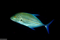 Caranx melampygus (Bluefin Trevally)
