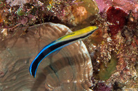 Labroides dimidiatus (Bluestreak Cleaner Wrasse)