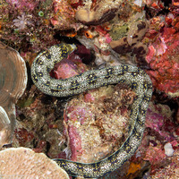 Echidna nebulosa (Snowflake Moray)