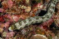 Echidna nebulosa (Snowflake Moray)