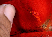 Favorinus mirabilis (Wonderful Favorinus)