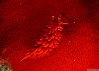 Favorinus mirabilis (Wonderful Favorinus)