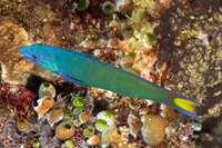 Thalassoma lunare (Crescent Wrasse)