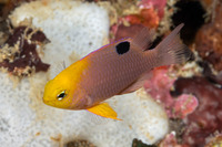 Chrysiptera talboti (Talbot's Damsel)