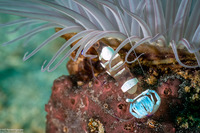 Ancylomenes magnificus (Magnificent Anemone Shrimp)