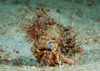 Dardanus lagopodes (Dark Knee Hermit Crab)