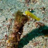 Lubricogobius exiguus (Ornate Goby)