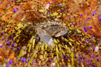 Lissocarcinus polybioides (Sea Star Swimming Crab)