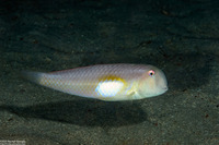 Iniistius melanopus (Finspot Razorfish)