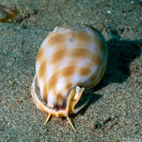 Phalium bandatum (Banded Bonnet)
