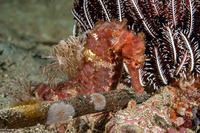 Hippocampus kuda (Common Seahorse)