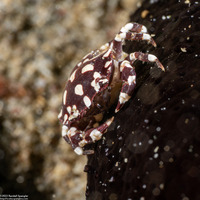 Lissocarcinus orbicularis (Sea Cucumber Crab)