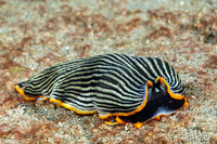 Armina sp.1 (Orange-Margined Armina)