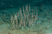 Centriscus scutatus (Rigid Shrimpfish)
