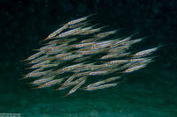 Centriscus scutatus (Rigid Shrimpfish)