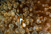 Amphiprion clarkii (Clark's Anemonefish)