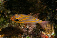 Ostorhinchus cyanosoma (Yellowstriped Cardinalfish)