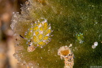 Costasiella kuroshimae (Kuro Sapsucking Slug)