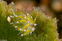 Costasiella kuroshimae (Kuro Sapsucking Slug)