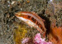 Oxycheilinus orientalis (Oriental Wrasse)