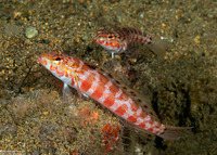 Parapercis schauinslandii (Redspotted Sandperch)