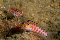 Parapercis schauinslandii (Redspotted Sandperch)