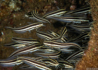 Plotosus lineatus (Striped Catfish)