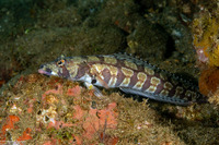 Parapercis tetracantha (Reticulated Sandperch)
