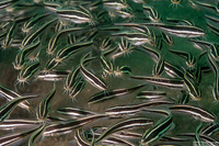 Plotosus lineatus (Striped Catfish)
