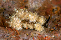 Doto racemosa (Racemose Doto)