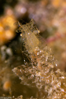 Phycocaris sp.1 (Hairy Shrimp)