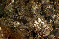 Inimicus didactylus (Spiny Devilfish)