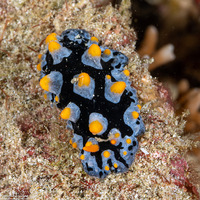 Phyllidia picta (Painted Phyllidia)