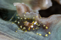 Pliopontonia furtiva (Hidden Corallimorph Shrimp)