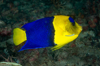 Centropyge bicolor (Bicolor Angelfish)