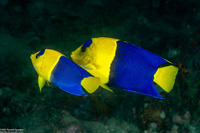 Centropyge bicolor (Bicolor Angelfish)