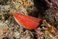 Paracheilinus carpenteri (Carpenter's Flasher)