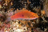 Cirrhilabrus cyanopleura (Bluesided Fairy Wrasse)