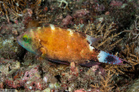 Cheilinus chlorourus (Floral Wrasse)