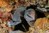Gymnothorax flavimarginatus (Yellowmargin Moray)